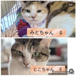保護猫譲渡会@碧南市