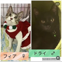 保護猫譲渡会@高浜市
