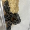 ジャンガリアンハムスター赤ちゃん3匹里親募集 サムネイル3