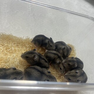ジャンガリアンハムスター赤ちゃん3匹里親募集