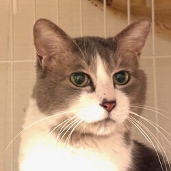 猫の譲渡会in川崎市動物愛護センター