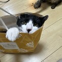 人懐っこい仔猫　猫も大好きな子達