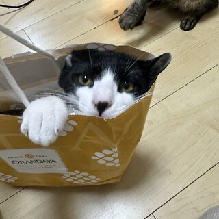 人懐っこい仔猫　猫も大好きな子達