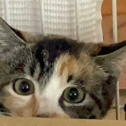 猫の譲渡会in川崎市動物愛護センター