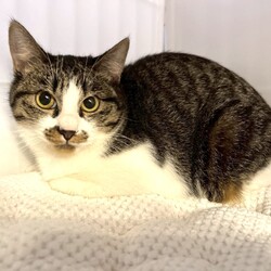 猫の譲渡会in川崎市動物愛護センター