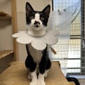 人懐っこい子猫　猫も大好き