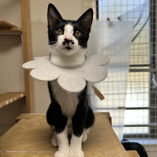 人懐っこい子猫　猫も大好き