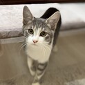 お膝猫のロキくん