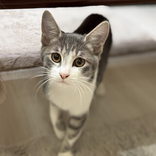 お膝猫のロキくん