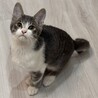 お膝猫のロキくん サムネイル4