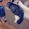 ぶたねこ.