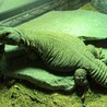 エジプト・ディスパートゲオアガマの里親募集 サムネイル3