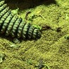 エジプト・ディスパートゲオアガマの里親募集 サムネイル4