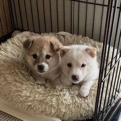 ワンコだらけの譲渡会