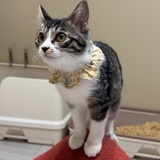 キュートなおしりのモナちゃん