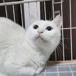 田舎のシロちゃんファミリー２