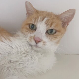 お話し中！【なのはちゃん】高齢猫に愛の手を