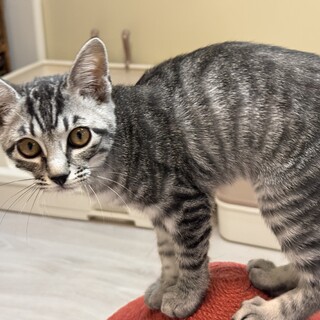 スレンダーなテラくん