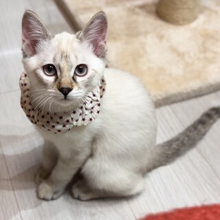 【ペア譲渡】パールちゃん