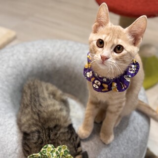 一時停止【ペア譲渡】クリーム茶トラのミスト