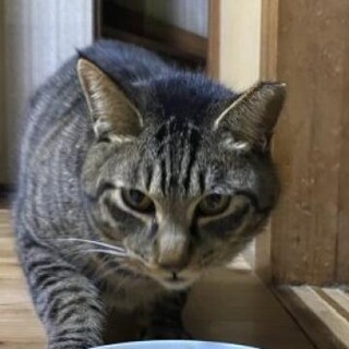 ご高齢の方に。4歳キジトラ穏やかな男の子。