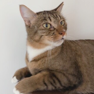 【ゆずちゃん】閉じ込め飼育から救助！！！