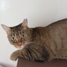 【ゆずちゃん】閉じ込め飼育から救助！！！ サムネイル2