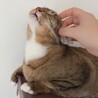 【ゆずちゃん】閉じ込め飼育から救助！！！ サムネイル3