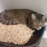 【ゆずちゃん】閉じ込め飼育から救助！！！ サムネイル4