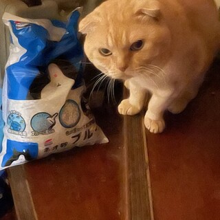 人見知りのおっとりさん。飼育崩壊からのレスキュー