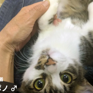 やや長毛　可愛いポノくん