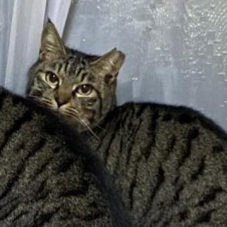 ご高齢の方に。4歳キジトラ　遊び好きな女の子。