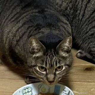 ご高齢の方に。7歳キジトラお母さん猫