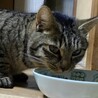 ご高齢の方に。7歳キジトラお母さん猫 サムネイル5