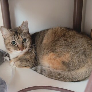 閉じ込め飼育からレスキュー！