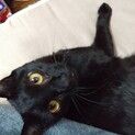 甘えん坊でやんちゃBOY♡素敵な黒猫くん♡