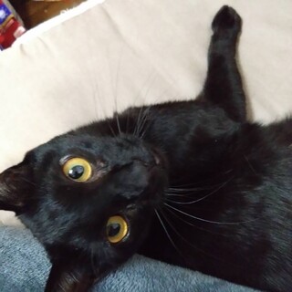 甘えん坊でやんちゃBOY♡素敵な黒猫くん♡