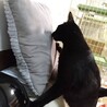 甘えん坊でやんちゃBOY♡素敵な黒猫くん♡ サムネイル3