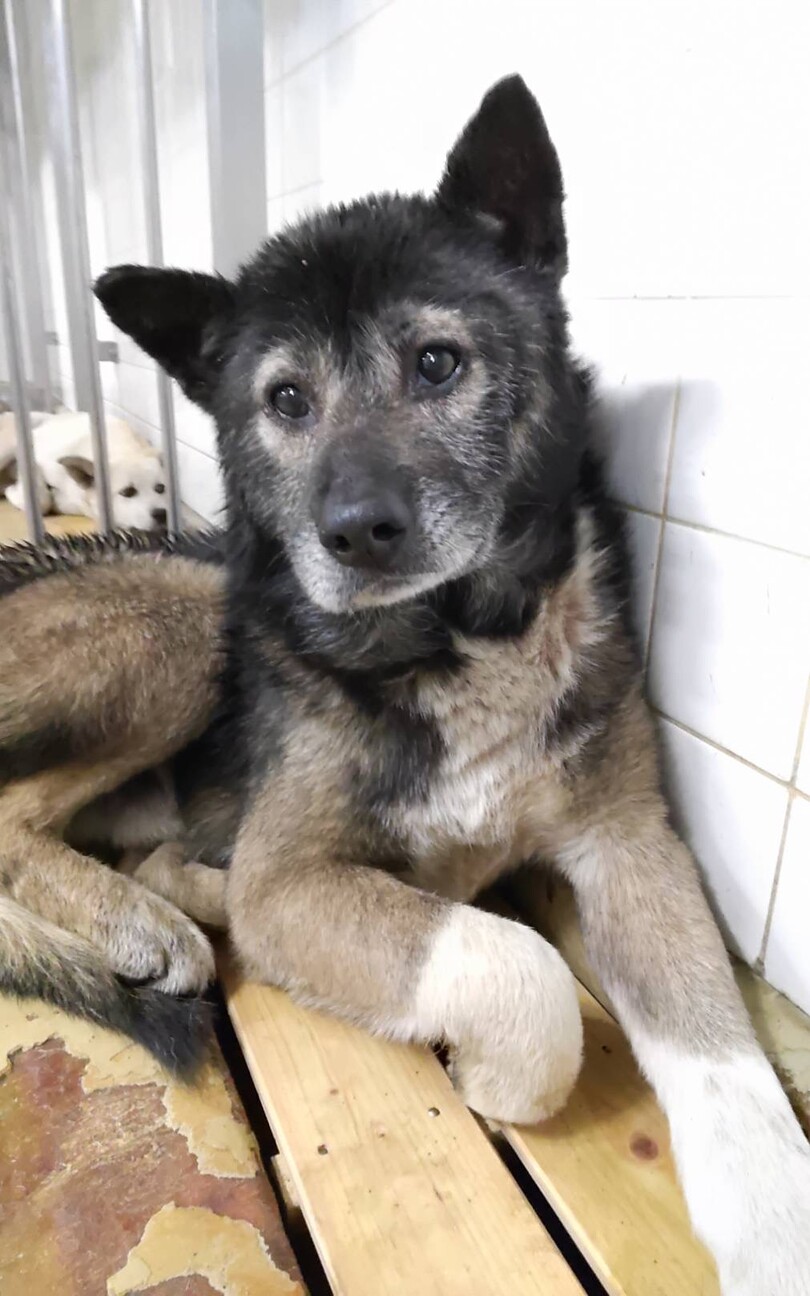 殺処分対象❗️収容期限3/4迄❗️延長なし サムネイル2