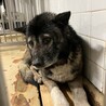 殺処分対象❗️収容期限3/4迄❗️延長なし サムネイル6