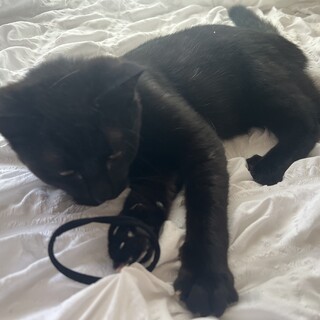 人大好き！黒猫のクロちゃん