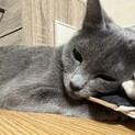 クールでスタイリッシュなグレーちゃん