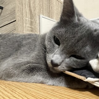 クールでスタイリッシュなグレーちゃん