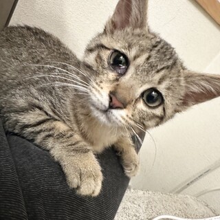 ウルトラ甘えん坊肩乗り大好き女子約3ヶ月