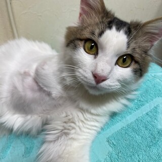 3本脚、人が大好きな長毛の男の子