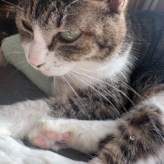 食いしん坊の美猫♪のんちゃん