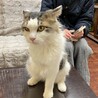 人が大好きな長毛の男の子　前足断脚してます サムネイル2