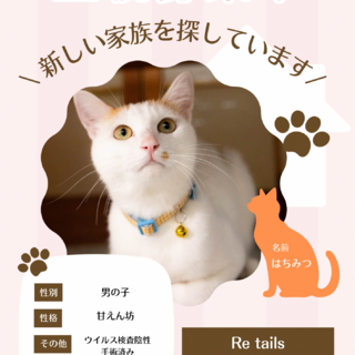 甘えん坊猫はちみつ????里親大募集！