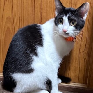 ハチワレ女の子ケイちゃん