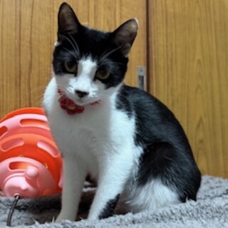 甘えんぼさんハチワレ女の子きいちゃん